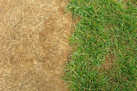 Grass Turned Yellow After Fertilizing Causes And Solutions