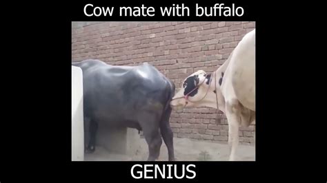 Cow Mates With Buffalo Cros Animals Mating 😁 Youtube