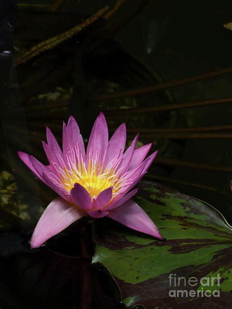 Pink Lotus Flower On Lily Pad Photograph By Linda Matlow Fine Art America