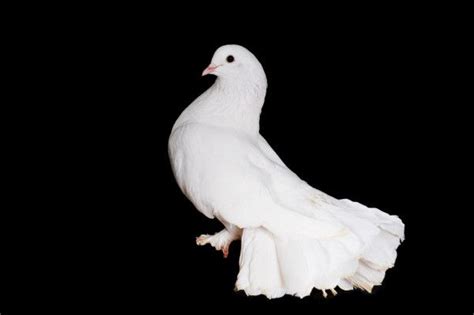 White Pigeons — Stock Image White Pigeon Birds In Flight Stock Images