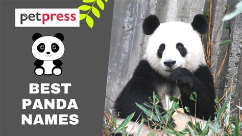 Best Panda Names Best Way To Name Your Panda Youtube