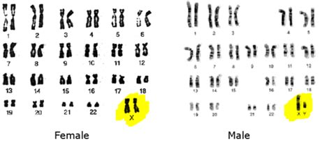 Gender Determination Role Of Chromosomes In Human Fertilization