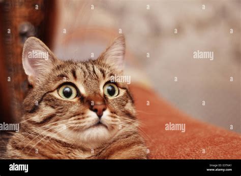 Large Surprised Funny Tabby Cat Stock Photo Alamy