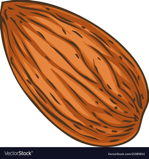 Shelled Almond Royalty Free Vector Image Vectorstock