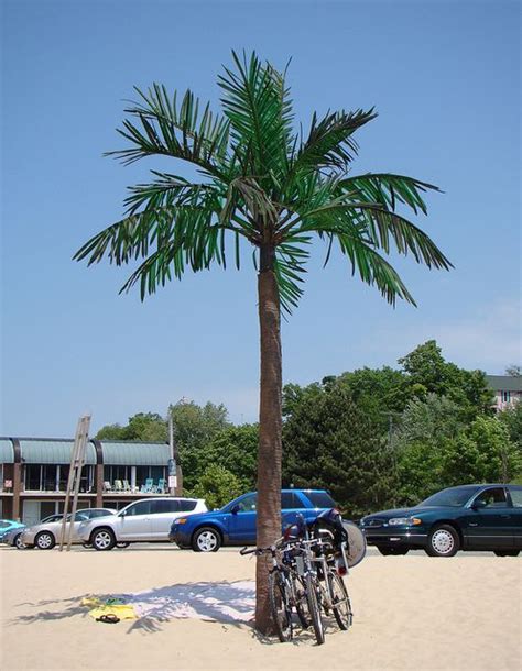 The Rare Michigan Palm Tree Grand Haven Palm Trees Michigan
