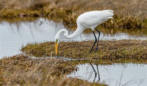 Beautiful Great Egret Hunting Greeting Card For Sale By Morris Finkelstein