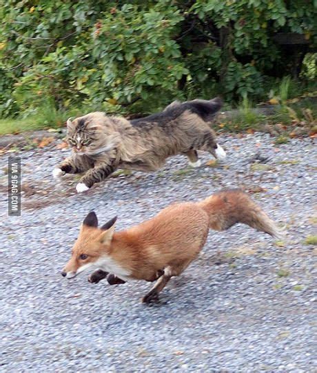 Norwegian Forest Cat Chasing A Fox Norwegian Forest Cat Animals