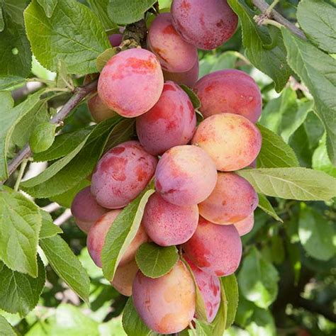 We did not find results for: Cordon Plum 'Victoria'