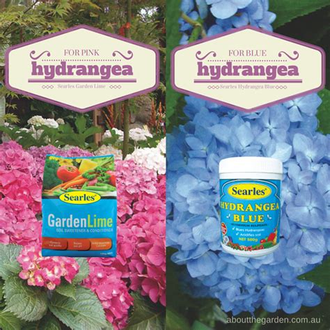 A decision with potentially disastrous results. How to Grow Hydrangea flowers | About The Garden Magazine
