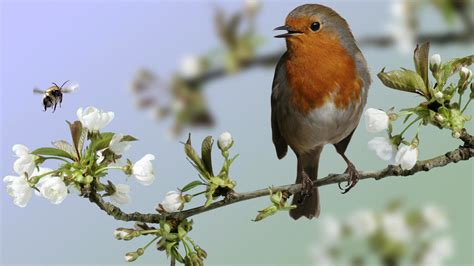 European Robin Wallpaper And Background Image 1366x768