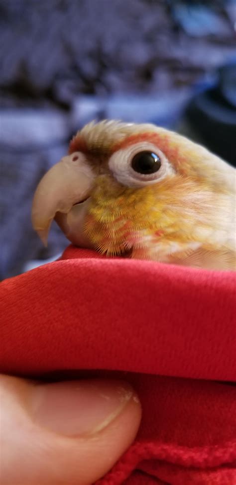 My Conure S Beak Appears To Be Chipped Or Peeling Is This Normal R