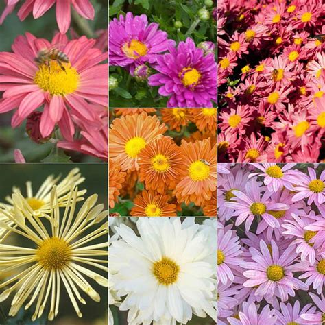 Are Mums A Perennial Types Of Mums Hgtv Garden Mums Which Are