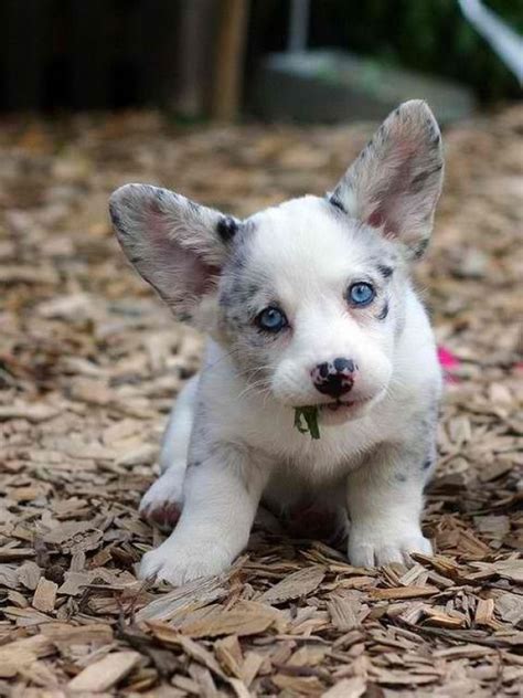 From first meet at 4 weeks to first day home. blue merle corgi puppy, so cute. Z | Animal Pals ...
