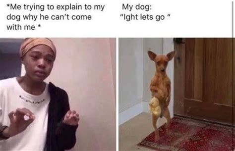 Heckin Good Doggo Memes Funny Relatable Memes Stupid Funny Funny