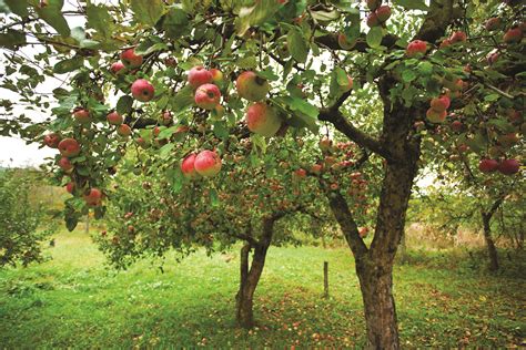 Fall is Apple Picking Season | Living Local