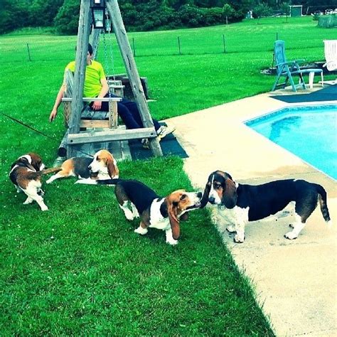 You Have Awesome Pool Parties Basset Hound Basset Bassett Hound