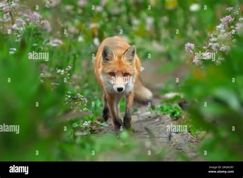 Red Fox Vulpes Vulpes In Forest Wild Animal In Natural Environment