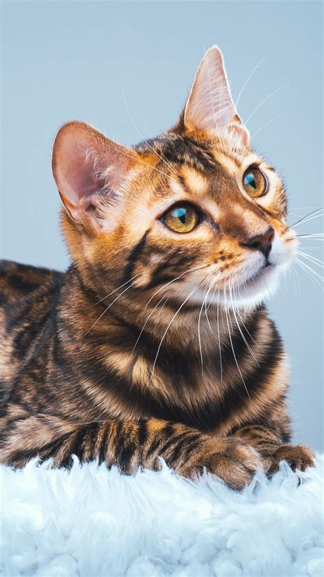 Bengal Cat Wallpaper 59 Pictures