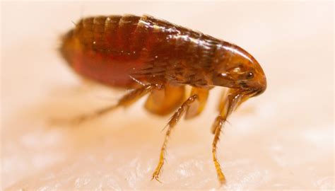 Fleas Test Positive For Plague In Coconino County The Verde