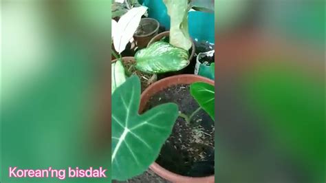 Ibat Ibang Uri Ng Bulaklak Sa Aming Bakuran Youtube