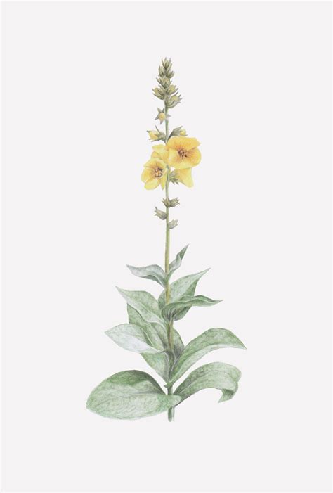 Pencil Drawing Plants On Behance