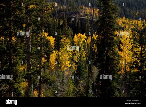Aspen Trees In Fall Colors In The Rocky Mountain National Park