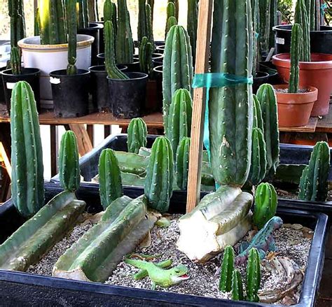 In this video, i show you how to successfully replant a san pedro cactus cutting. Trichocereus Pachanoi, San Pedro Cactus