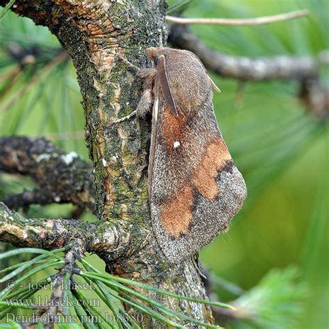 dendrolimus pini Шелкопряд сосновый