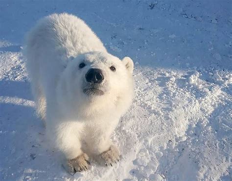 Orphaned Polar Bear That Loved To Hug Arctic Workers Gets New Life