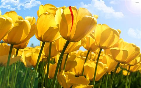Yellow Tulips Wallpapers Top Free Yellow Tulips Backgrounds