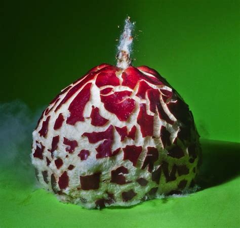 Exploding Fruits And Vegetables Food Photography Food Photography