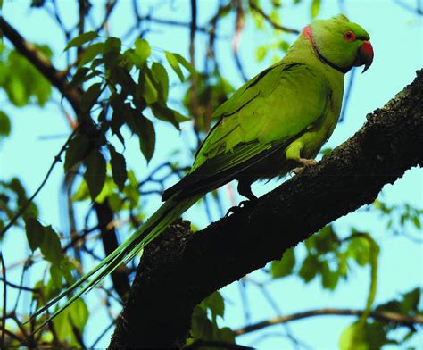 Rose Ringed Parakeet Psittacula Krameri Male In The City Of