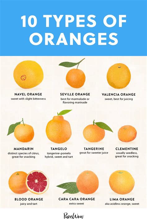 10 Types Of Oranges For Juicing Snacking And Everything In Between In