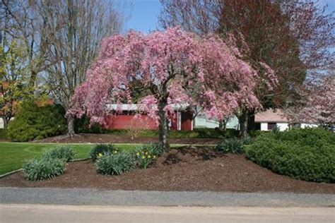 Check spelling or type a new query. Prunus (Weeping Double Flowering Cherry) 'Extraordinaire ...