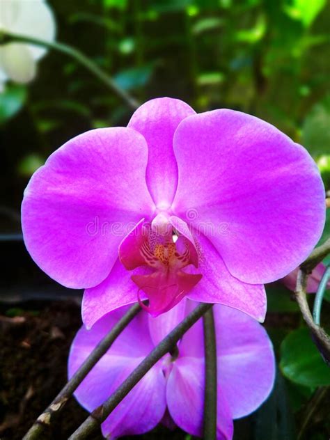 The Purple Moth Orchid Is A Stunning Flowering Orchid Stock Image