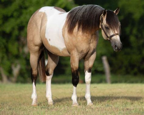 Buckskin Paint Quarter Horse