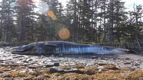 Dead Whales In Pacific Could Be Fault Of The Blob Cbc News