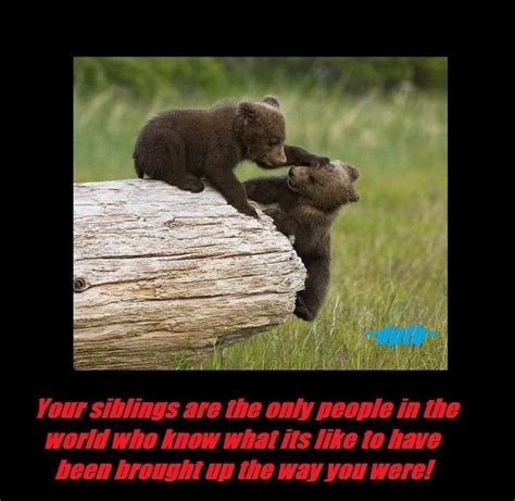 Funny National Sibling Day Quotes Quotesgram