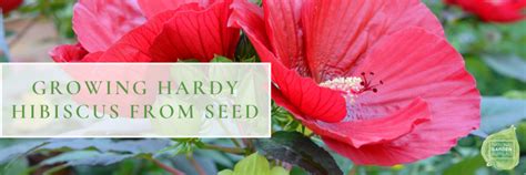 Grow Hardy Hibiscus From Seed National Garden Bureau
