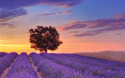 Lavender Fields In Provence Hd Free Amazing Cool Tablet