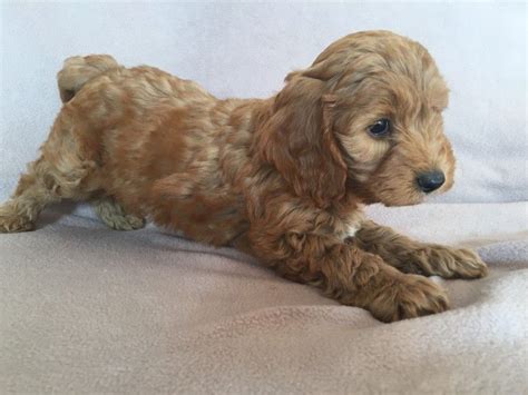 We did not find results for: Cockapoo Puppies For Sale | Bath Springs, TN #213545