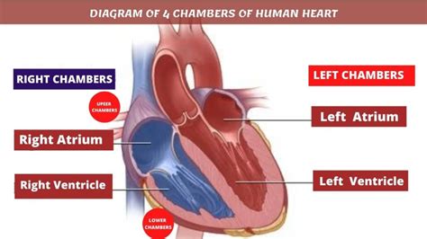 The heart consists of four chambers arranged in a linear sequence. The four chambers of heart life flow through them is a ...