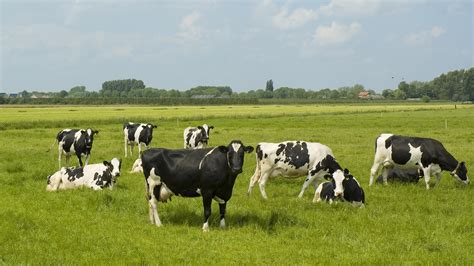 Cows In The Field Pimp Your Kitchen