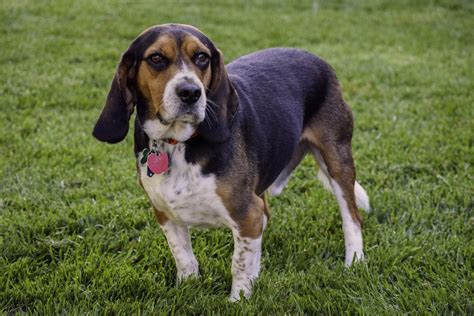 Filebronco The Beagle Wikimedia Commons
