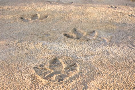 Over Dinosaur Tracks From Million Years Ago Discovered In Colorado