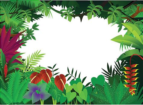 Amazon Rainforest Illustrations Royalty Free Vector Graphics And Clip