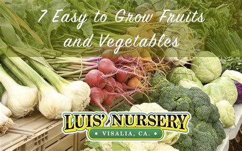 fruits and vegetables 7 easy to grow luis nursery visalia