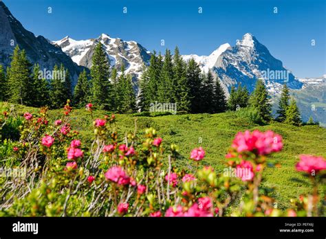Alp The Alps Alpine Rose Alpine Roses Mountain Mountains Bern