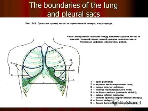 Презентация на тему Respiratory System Respiratory System Consists