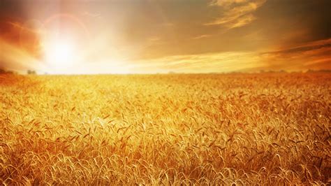 Wallpaper Beautiful Wheat Field Golden Sunset 3840x2160 Uhd 4k